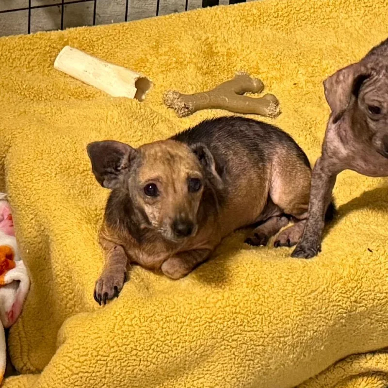 An adult small-sized female Chihuahua dog named Little Foot for adoption in Montgomery, TX