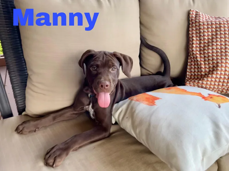 A baby medium-sized male Brown / Chocolate Boxer dog named Manny for adoption in Albany, NY