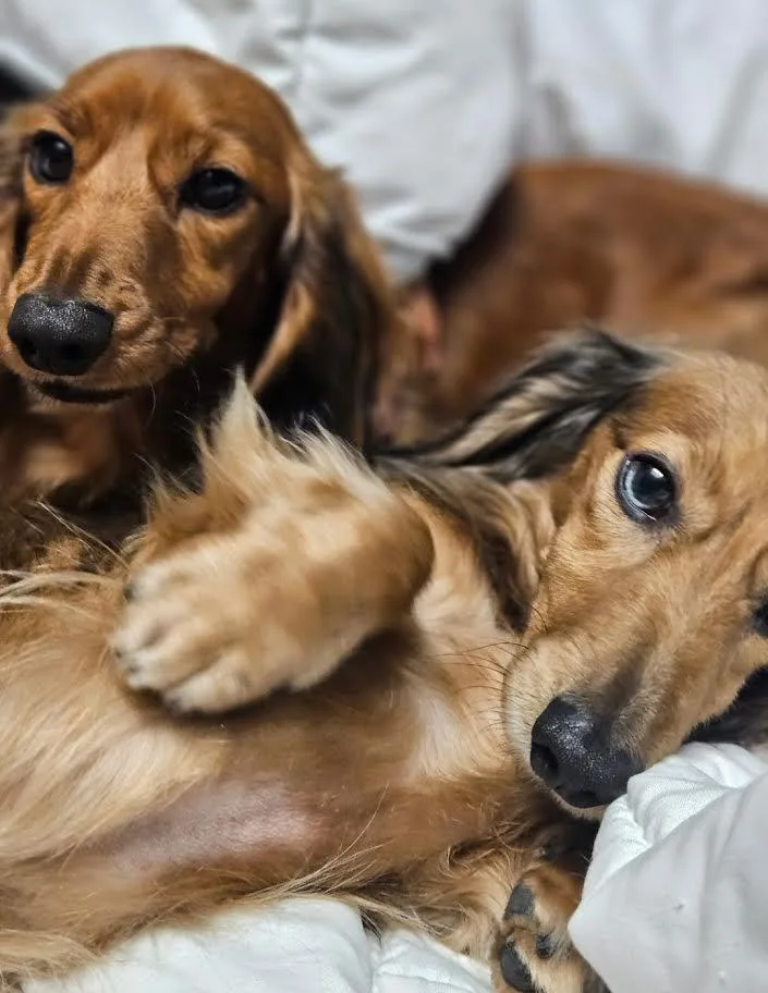 Louie & Marley thumbnail 2
