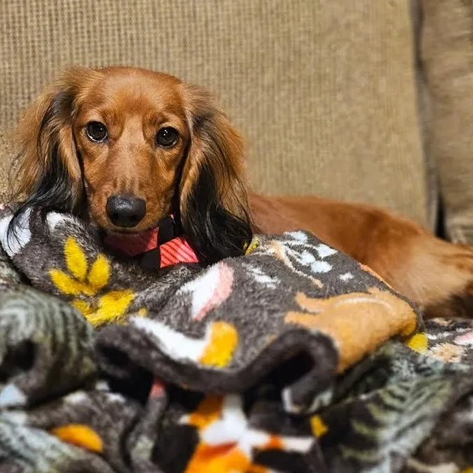 Louie & Marley thumbnail 3