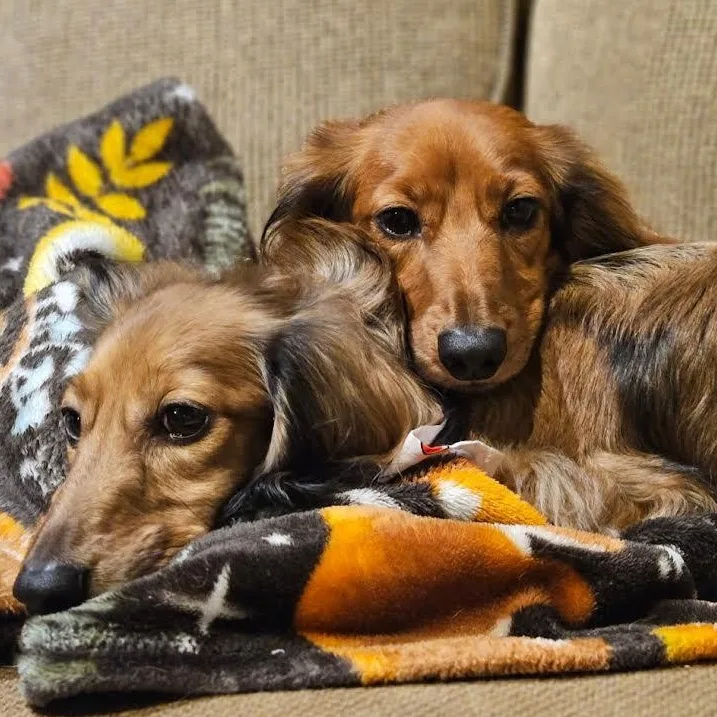 Louie & Marley thumbnail 5