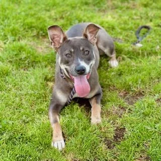 A young large-sized female Pit Bull Terrier dog named Baby for adoption in Modesto, CA