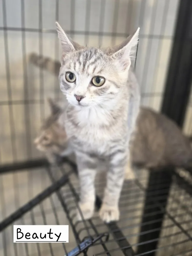 A baby small-sized female Gray / Blue / Silver Domestic Short Hair cat named Beauty for adoption in Metamora, IL
