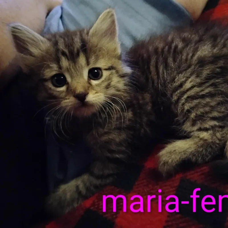 A baby small-sized female Domestic Medium Hair cat named Marie for adoption in New Tazewell, TN