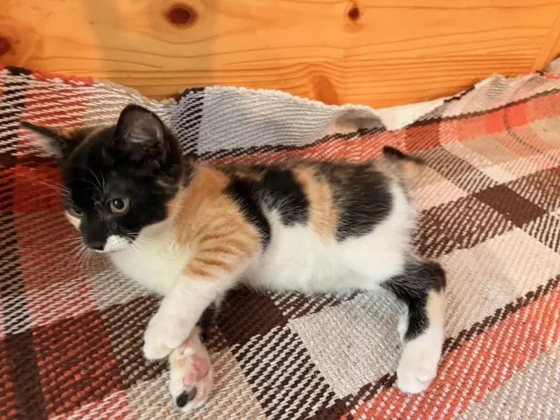 A baby small-sized female Domestic Short Hair cat named Sprout for adoption in Effingham, IL