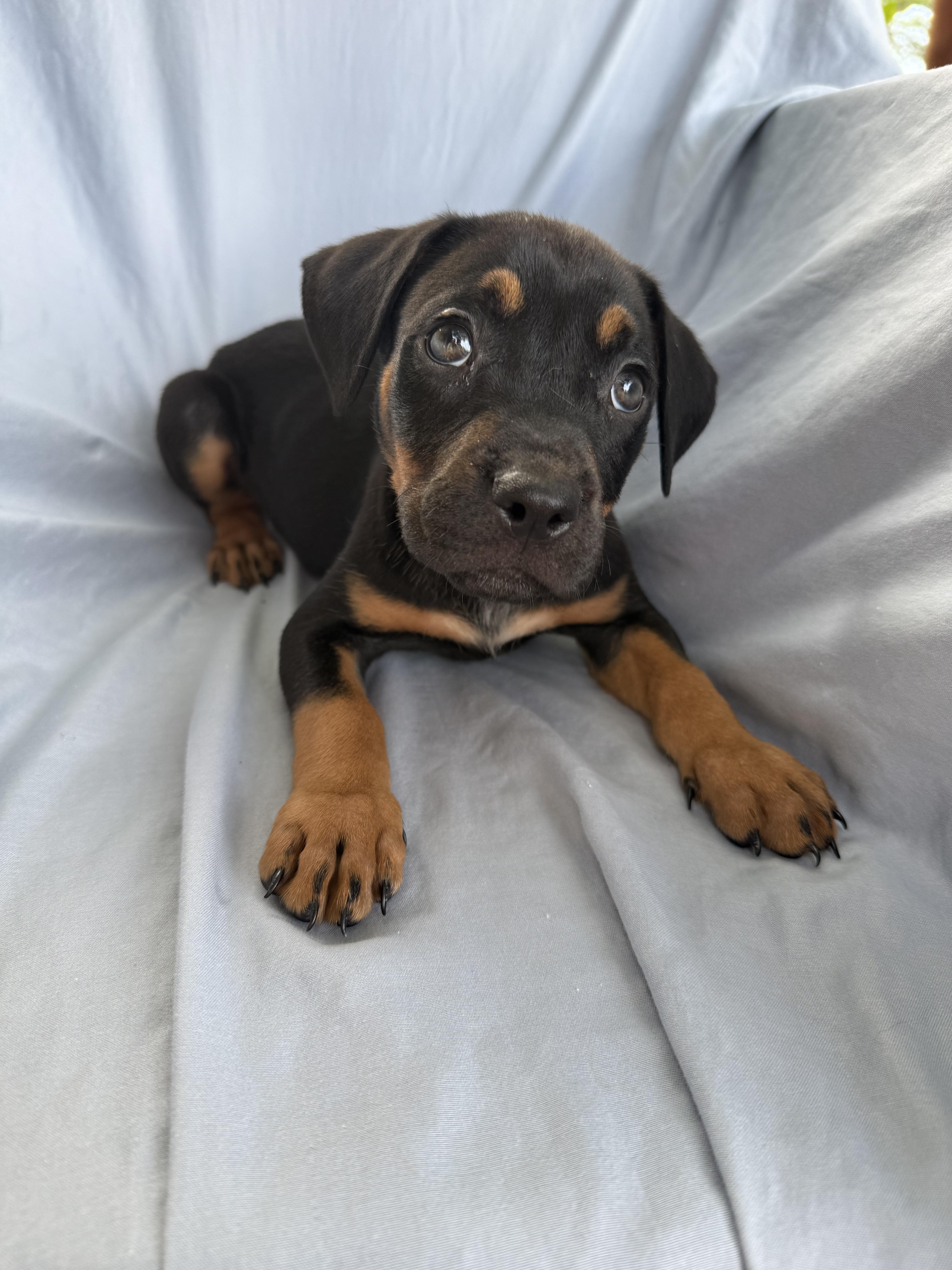 A baby large-sized male Pit Bull Terrier dog named Zeke for adoption in Shalimar, FL
