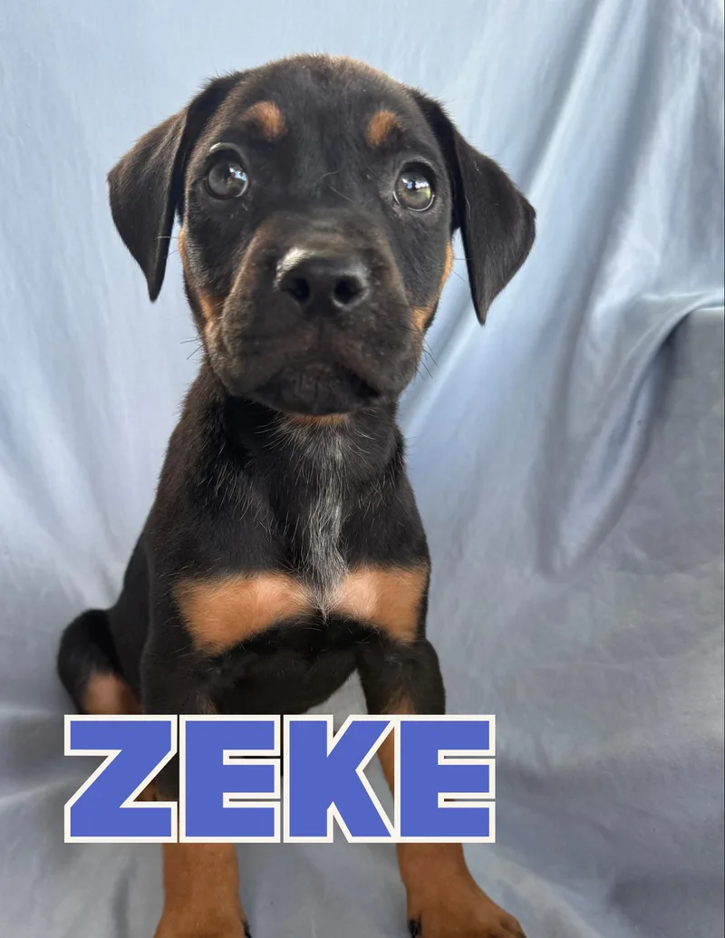 Zeke thumbnail 6
