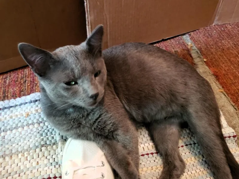 A young medium-sized male Gray / Blue / Silver Russian Blue cat named Dallas for adoption in Paris, KY