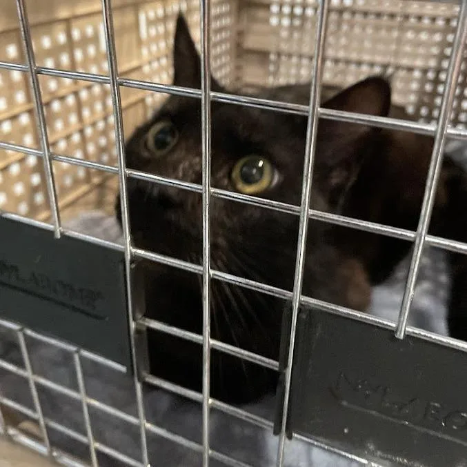 An adult medium-sized male Black Domestic Short Hair cat named Splinter for adoption in Port Charlotte, FL
