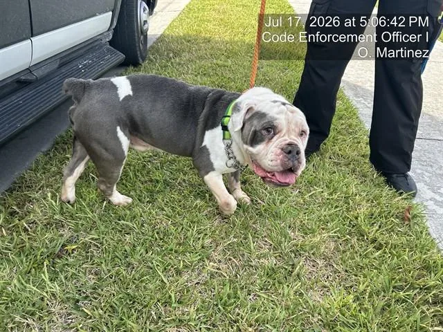 An adult medium-sized male English Bulldog dog named Finn for adoption in Naples, FL