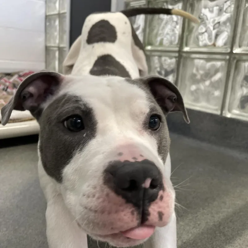 Nova