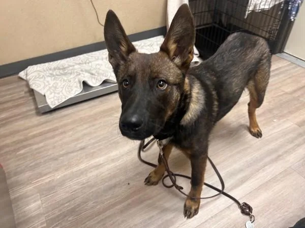 A young medium-sized male Belgian Shepherd / Sheepdog dog named Broly for adoption in San Diego, CA