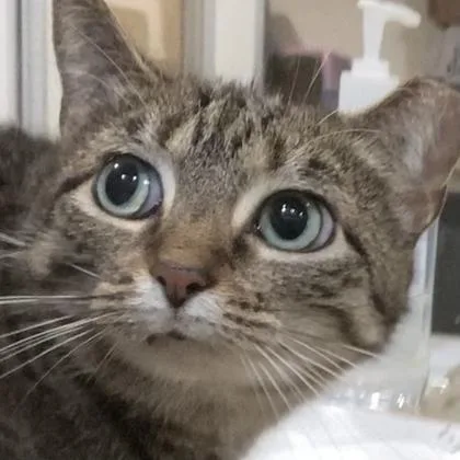 An adult large-sized female Domestic Short Hair cat named Giganta for adoption in Cincinnati, OH