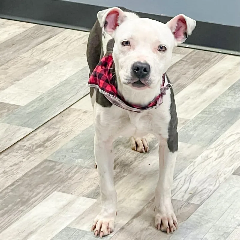 A young medium-sized male White / Cream American Staffordshire Terrier dog named Chop for adoption in Lufkin, TX