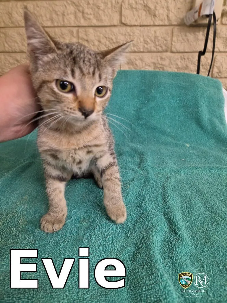 A baby medium-sized female Domestic Short Hair cat named Evie for adoption in Rocky Mount, NC