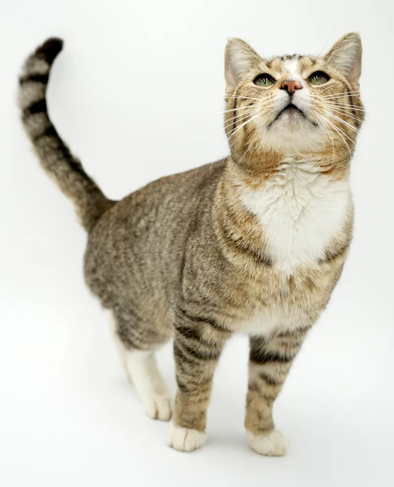 Lewie Our Lover Lover thumbnail 3