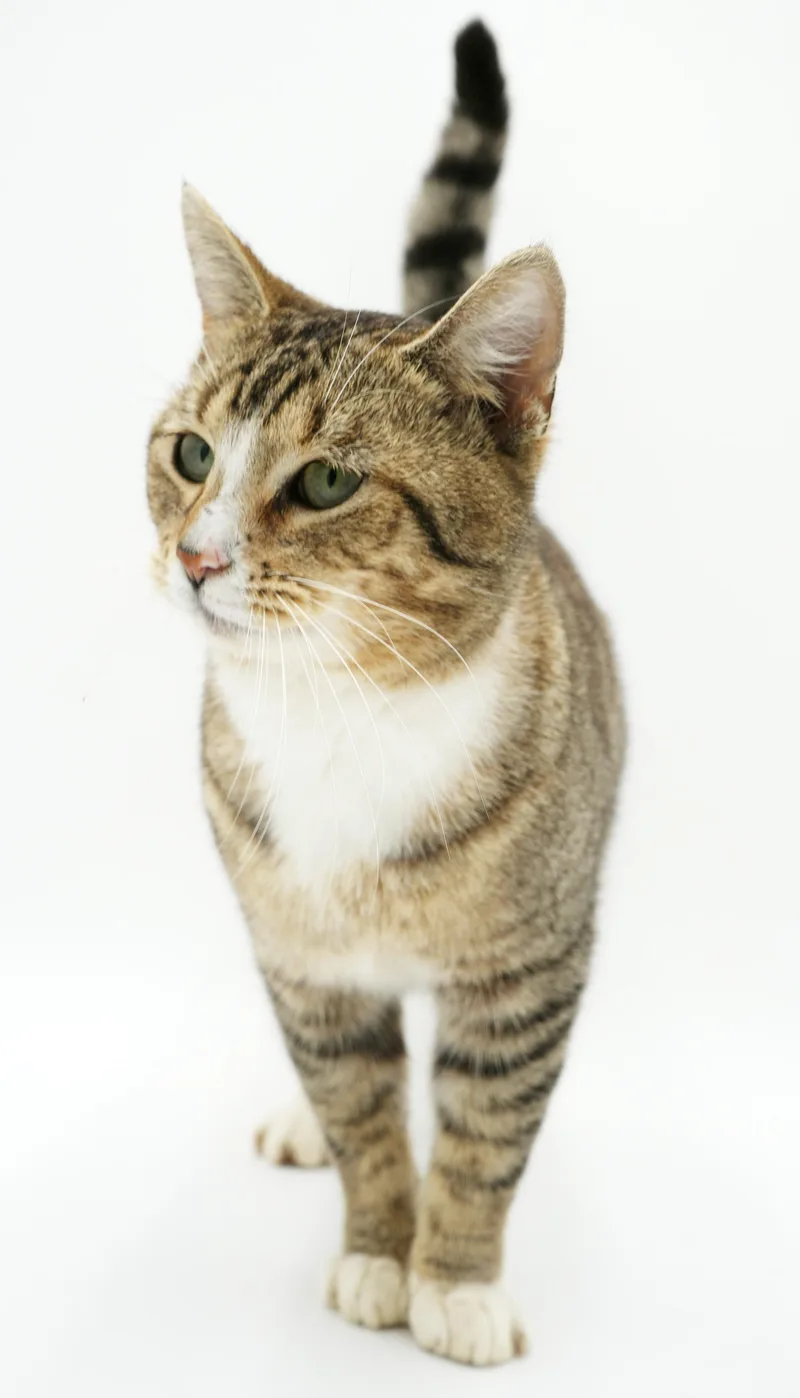 Lewie Our Lover Lover thumbnail 5