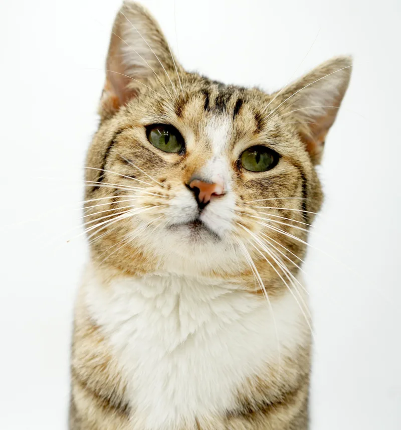 Lewie Our Lover Lover