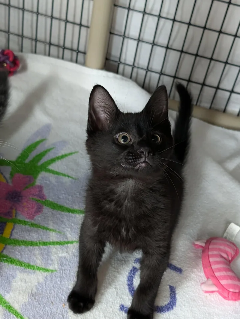 A baby medium-sized male Black Domestic Short Hair cat named Dewey for adoption in Chambersburg, PA