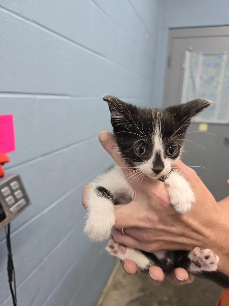 A baby small-sized male Black & White / Tuxedo Domestic Short Hair cat named Kroger for adoption in Evansville, IN