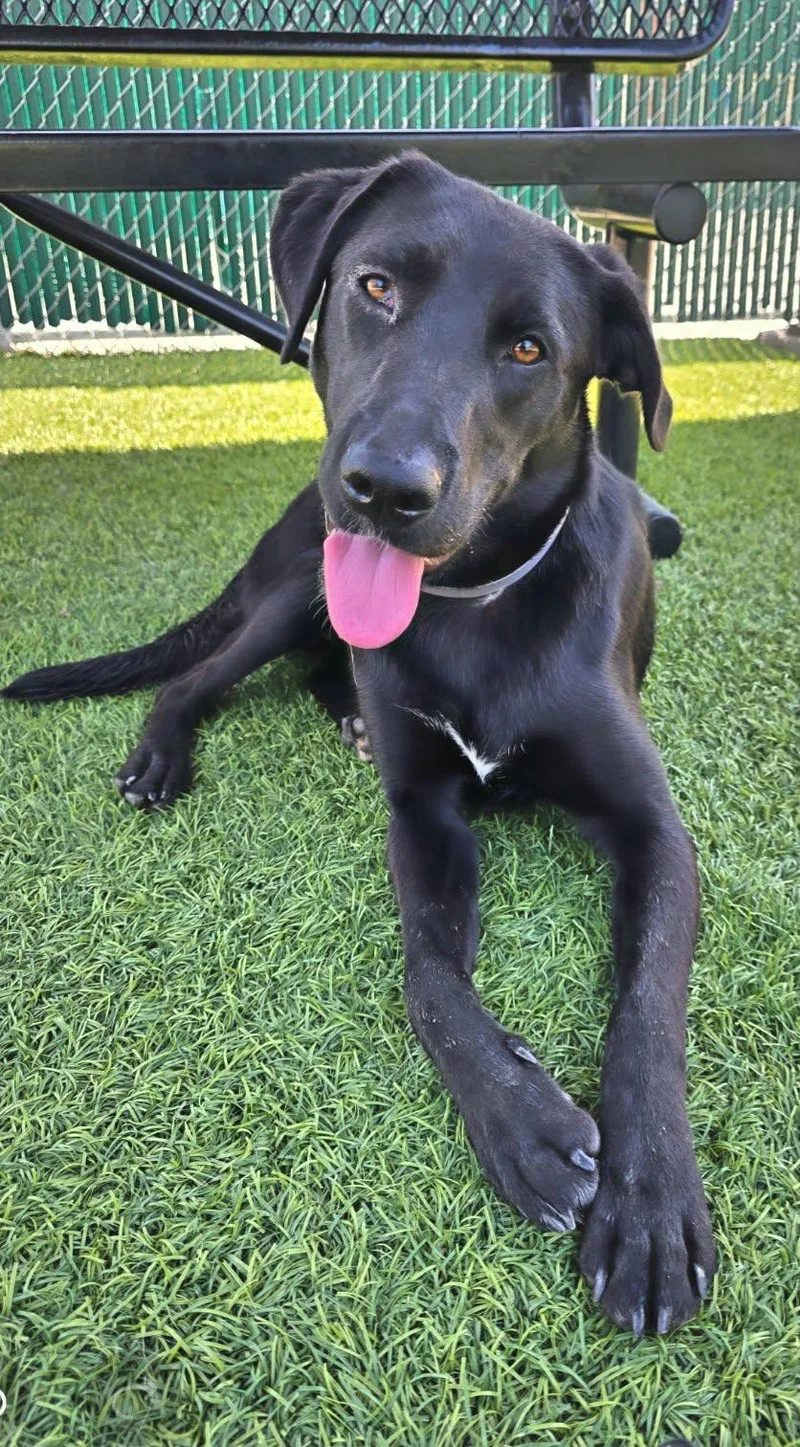 A young large-sized male Labrador Retriever dog named Hoodie for adoption in San Diego, CA