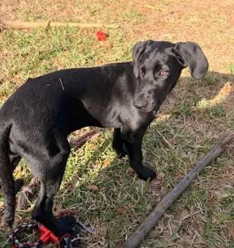 A baby large-sized female Black Labrador Retriever dog named Sunday for adoption in Palm Harbor, FL