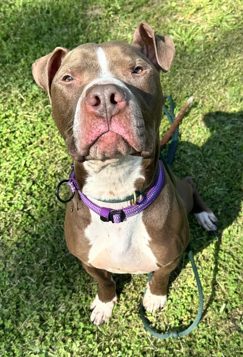 A young medium-sized male Pit Bull Terrier dog named Goose for adoption in Lockport, NY