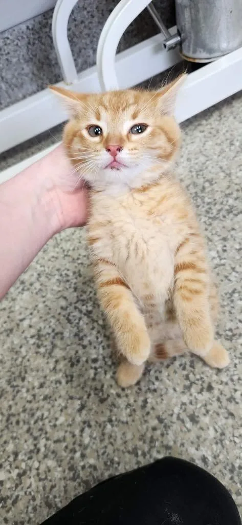A baby medium-sized female Domestic Short Hair cat named Mimosa for adoption in Van Wert, OH