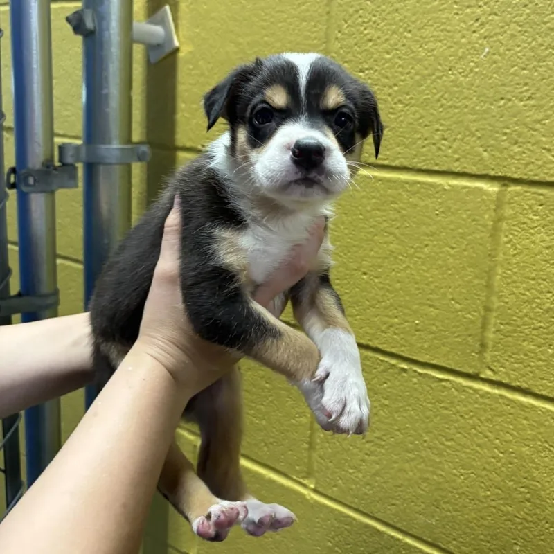A baby medium-sized female Australian Shepherd dog named Ida for adoption in Hughesville, MD