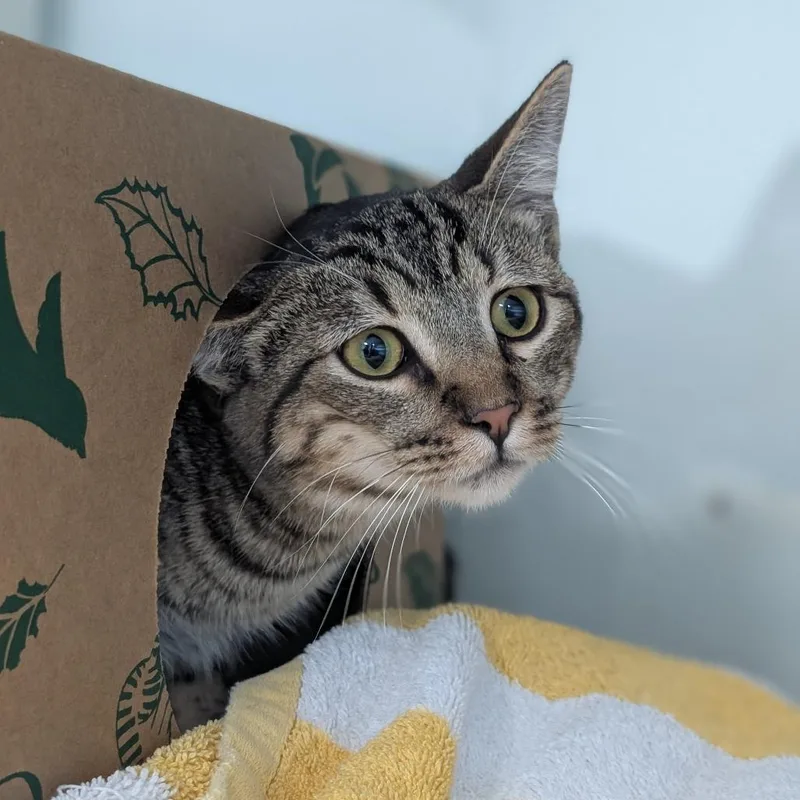 A baby small-sized male Domestic Short Hair cat named Ford for adoption in Reno, NV