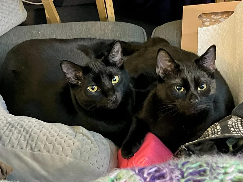 A young large-sized male Black Domestic Short Hair cat named Nebula And Nosferatu for adoption in Seattle, WA