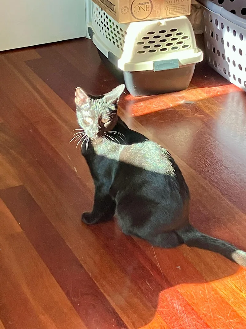 Nebula And Nosferatu thumbnail 2