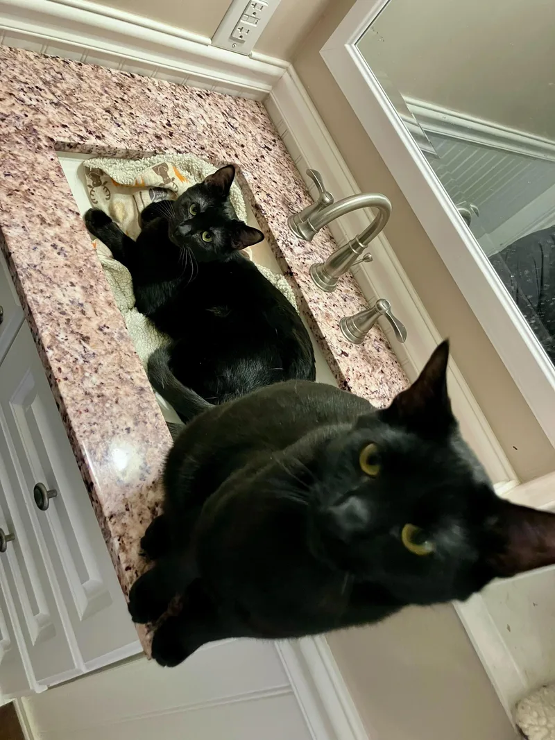 Nebula And Nosferatu thumbnail 3