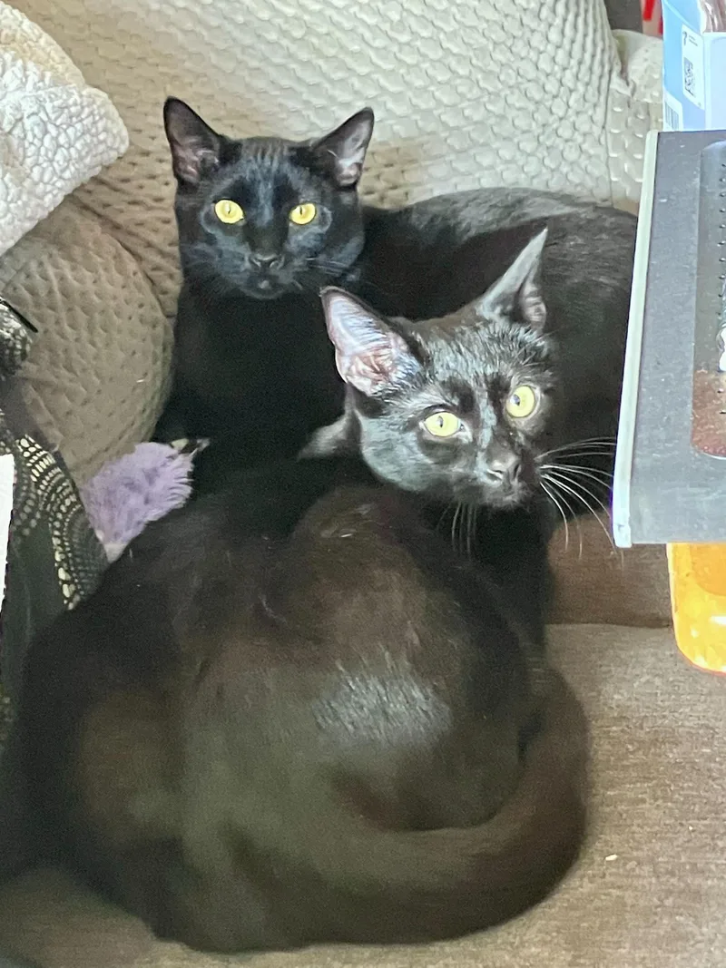 Nebula And Nosferatu thumbnail 4