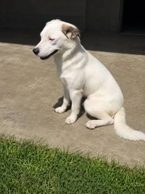 A senior large-sized female Shepherd dog named Hunney for adoption in Newport, KY