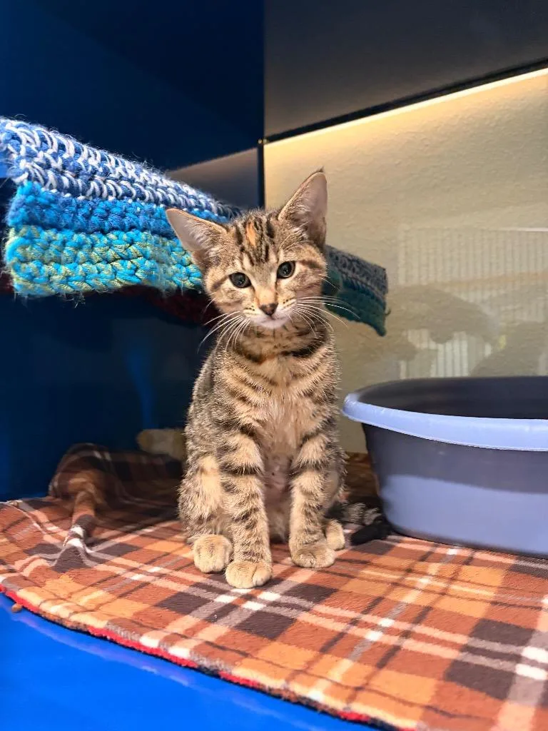 A baby medium-sized female Domestic Short Hair cat named Amber for adoption in Ashland, WI