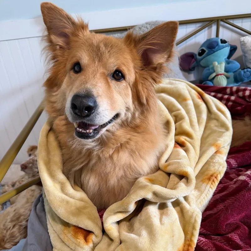 A senior large-sized female Yellow / Tan / Blond / Fawn Chow Chow dog named Zoey for adoption in LOXAHATCHEE, FL