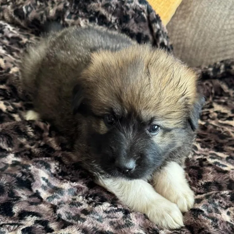 A baby extra large-sized male Sable Shepherd dog named Tucker for adoption in North Freedom, WI