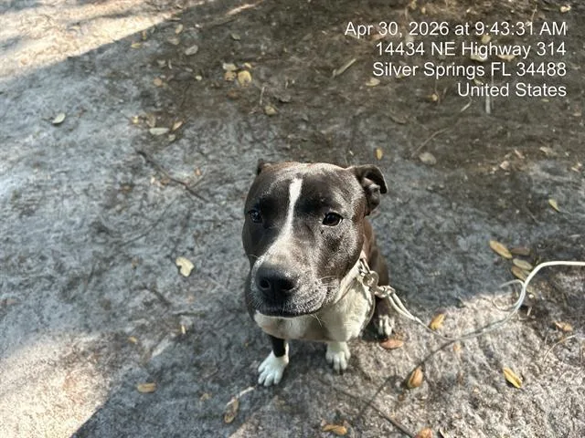 A young large-sized female Pit Bull Terrier dog named Bella for adoption in Ocala, FL