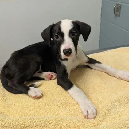 A young large-sized male Cattle Dog dog named Rebellion for adoption in Kansas City, MO