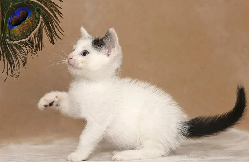 A baby medium-sized male White Domestic Short Hair cat named Zach for adoption in Chicago, IL