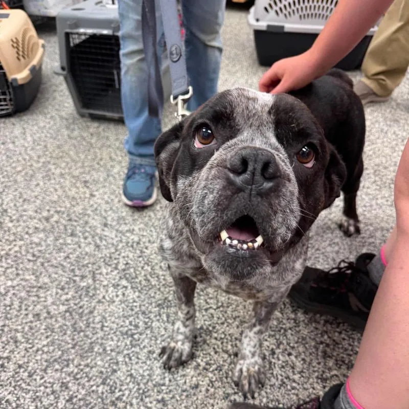 An adult medium-sized female Black Mixed Breed dog named Pirouette for adoption in Fredericksburg, VA