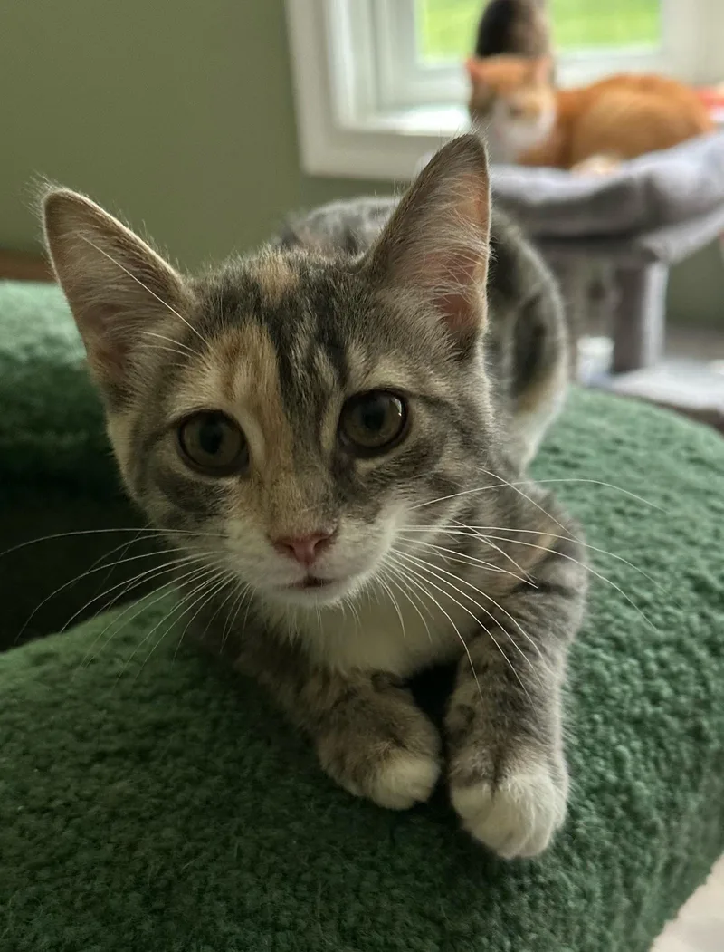 A baby medium-sized female Dilute Tortoiseshell Domestic Short Hair cat named Misty for adoption in Landenberg, PA