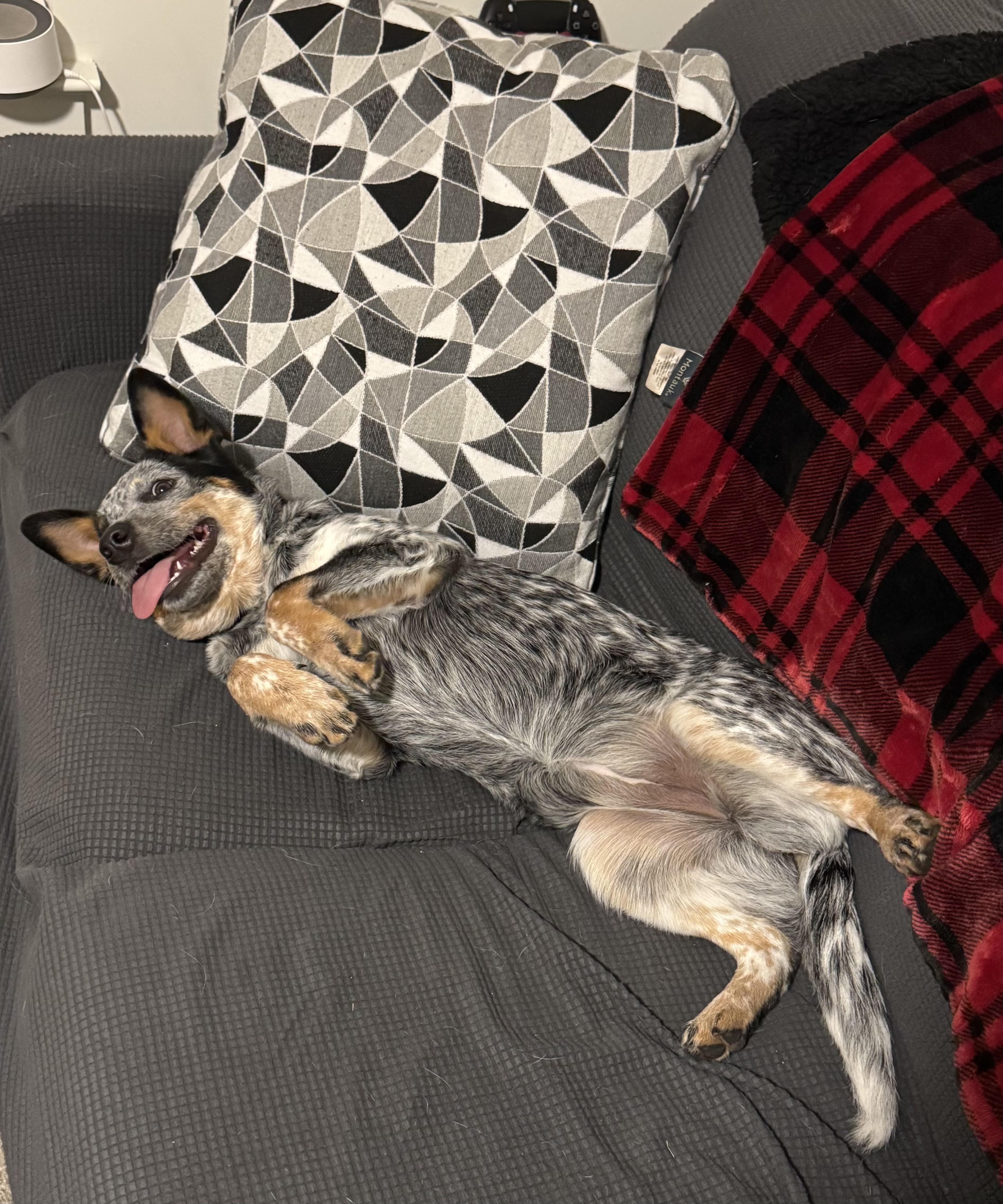 A young medium-sized female Australian Cattle Dog / Blue Heeler named Laila for adoption in Mount Vernon, WA