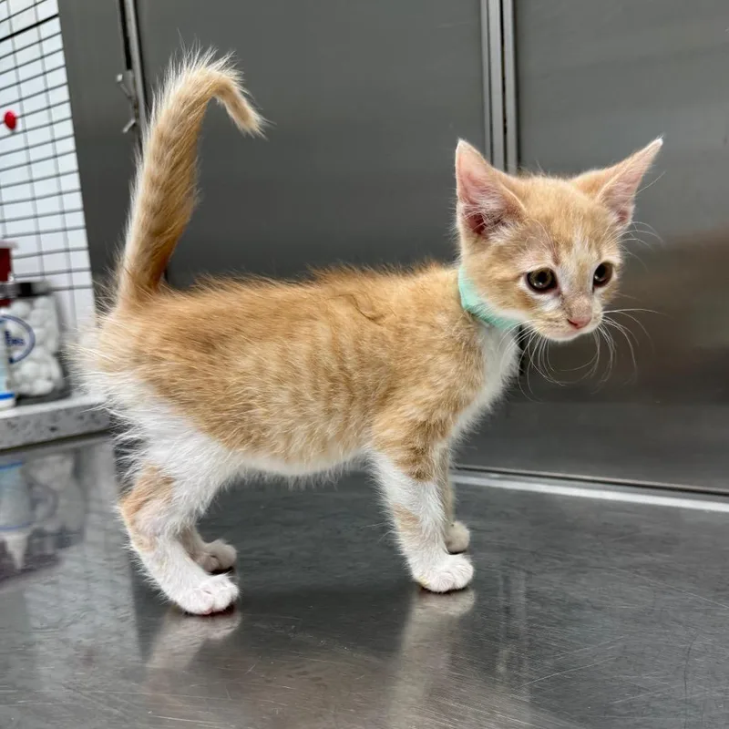 A baby small-sized male Buff / Tan / Fawn Domestic Short Hair cat named Cremitas for adoption in Normal, IL