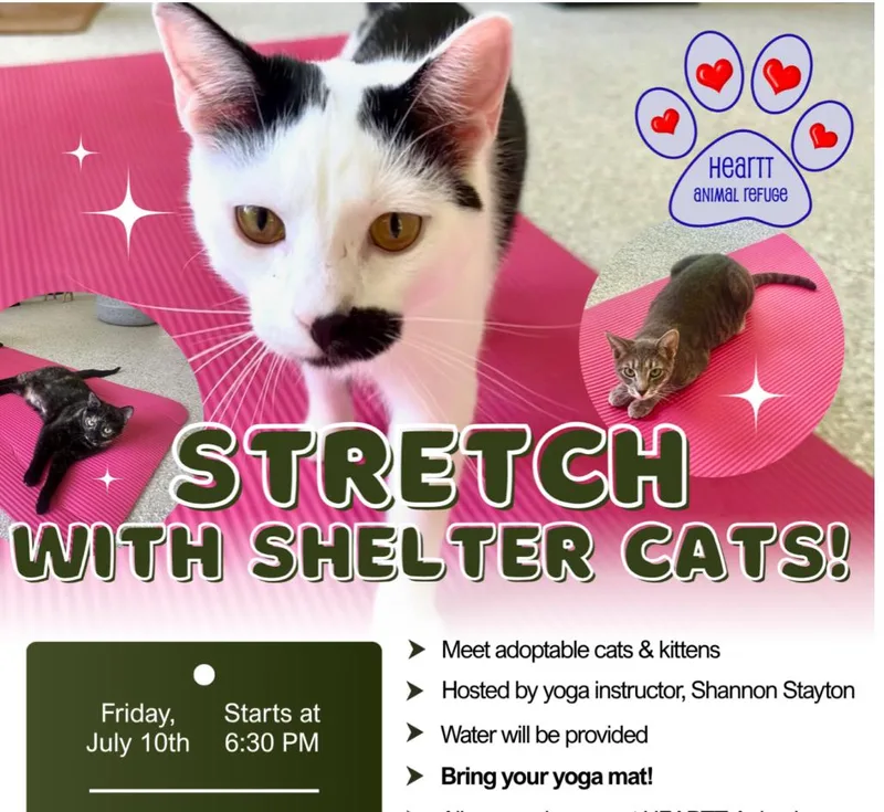 A young medium-sized male Domestic Short Hair cat named Groucho for adoption in Cincinnati, OH