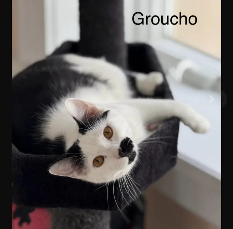 Groucho thumbnail 2