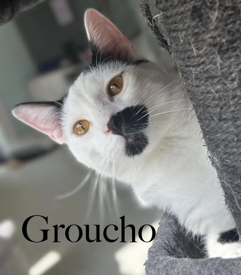 Groucho thumbnail 3