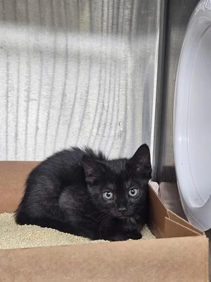 A baby small-sized female Domestic Short Hair cat named Sincere for adoption in West Chester, PA
