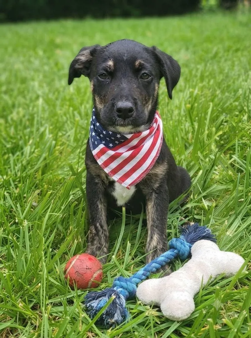 A baby medium-sized male Mountain Cur dog named Michael Jackson for adoption in Germantown, OH